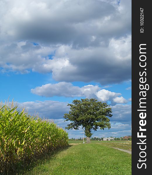 Farm Field And A Lonely Tree