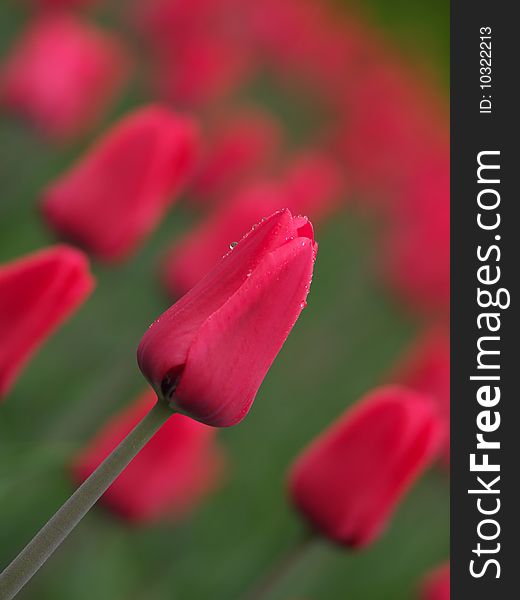 Beautiful Red Tulips