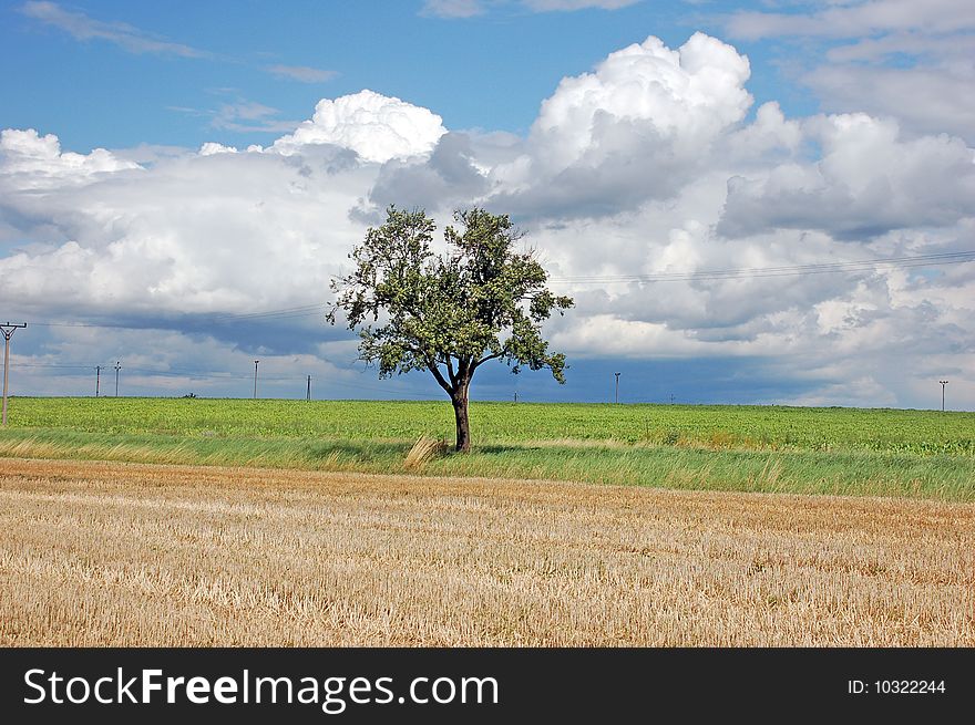 View on an alone tree in the fields. View on an alone tree in the fields