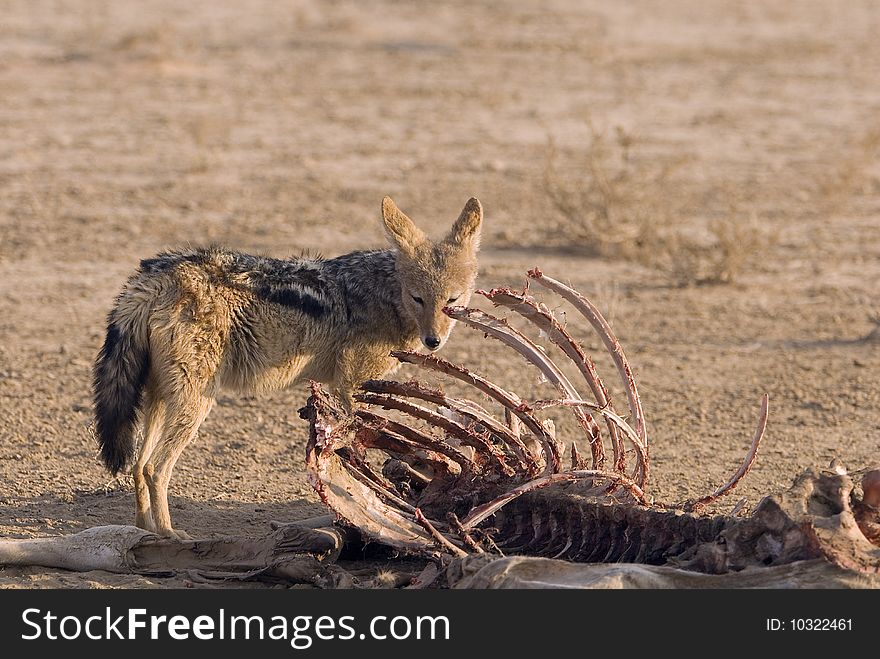 A black backed Jackal checks to see if there are still some morsels to eat in the Kgalagadi National Park, South Africa. A black backed Jackal checks to see if there are still some morsels to eat in the Kgalagadi National Park, South Africa