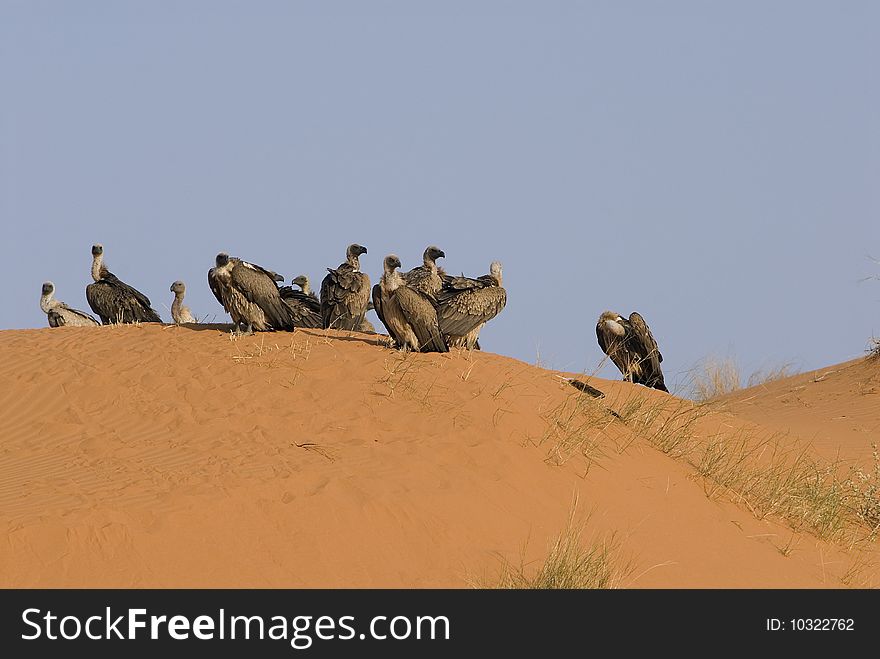 Vultures sitting on a sand dune.