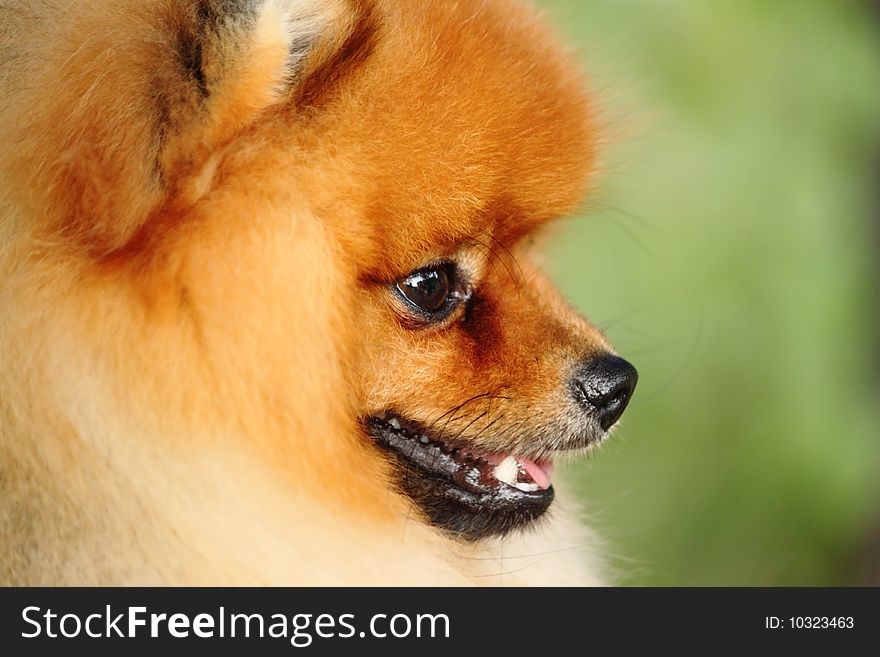 The face of pomeranian spitz dog. The face of pomeranian spitz dog