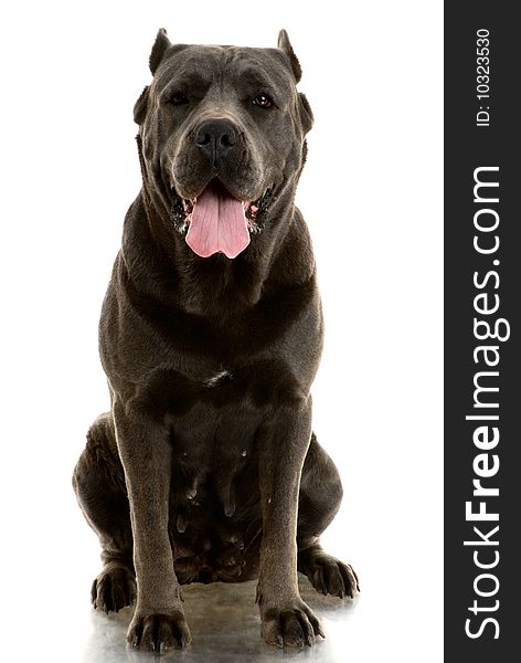 Cane Corso dog on white background