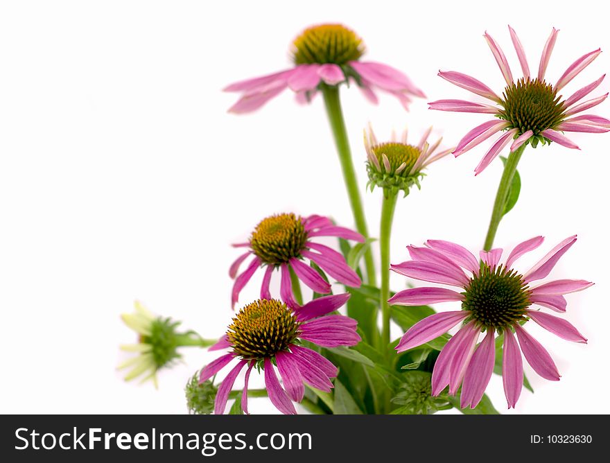 Herb - pink camomiles isolated on a white background