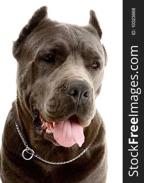 Cane Corso dog on white background