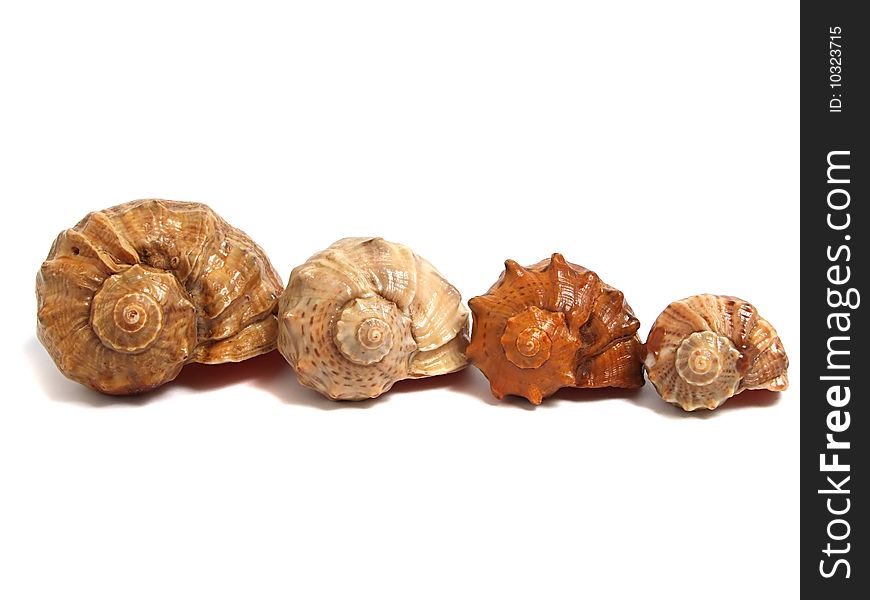 Sea shell isolated on white background. Sea shell isolated on white background