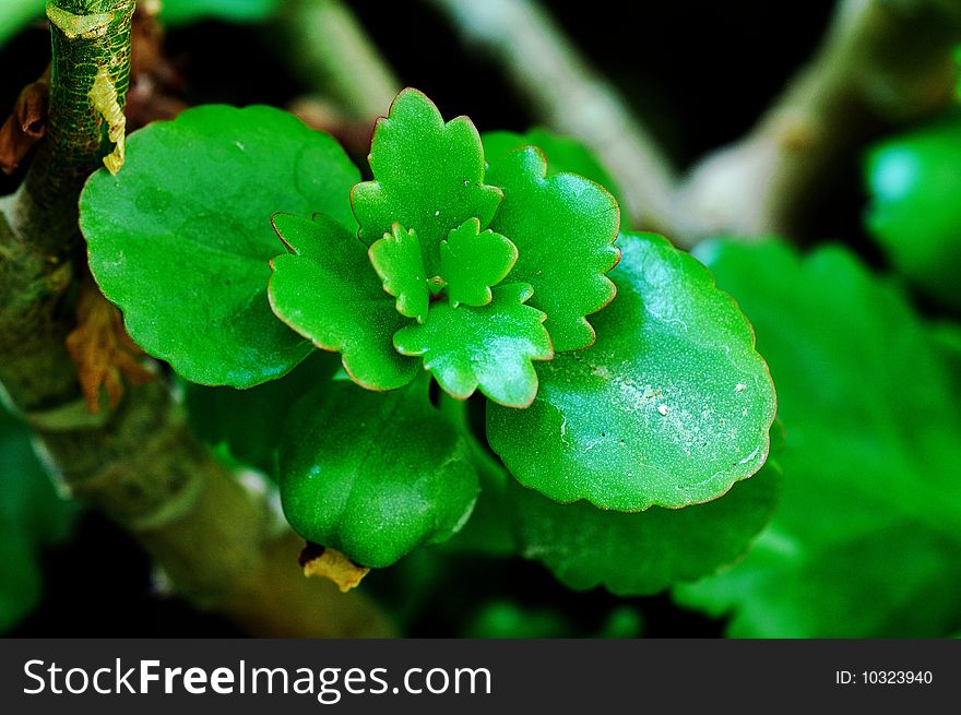 This is very beautiful begonia