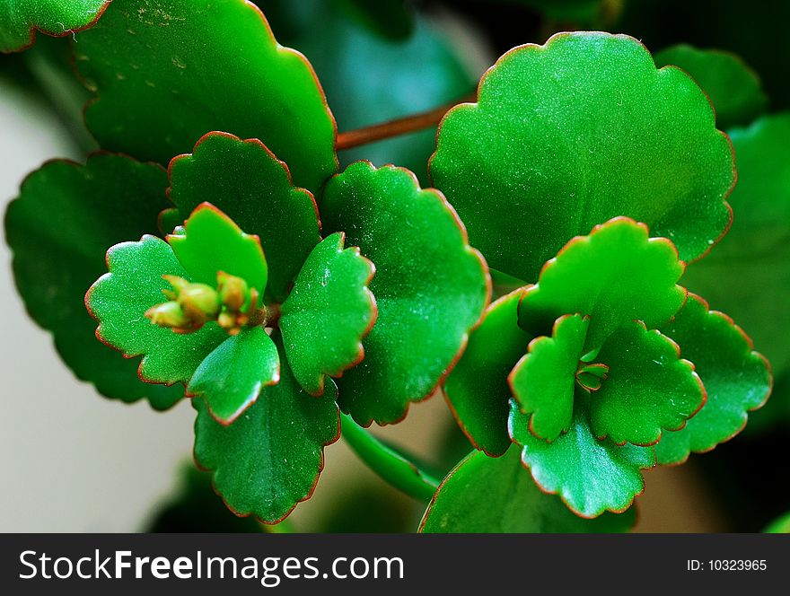 This is very beautiful begonia