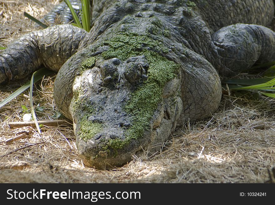 An alligator resting in the swamps of louisiana covered in duckweed. An alligator resting in the swamps of louisiana covered in duckweed