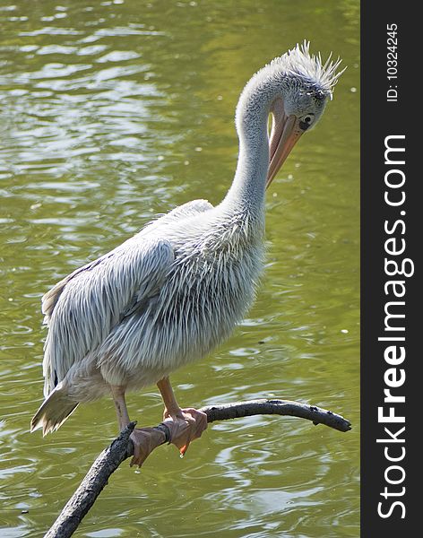 A white pelican perched on a stick in the swamps of louisiana. A white pelican perched on a stick in the swamps of louisiana