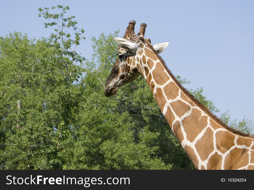 A side view of a giraffe head and neck from behind