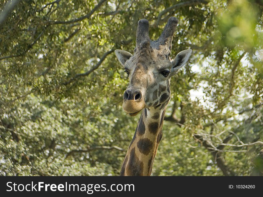 A giraffe profile shot of head with blurred trees in the background. A giraffe profile shot of head with blurred trees in the background