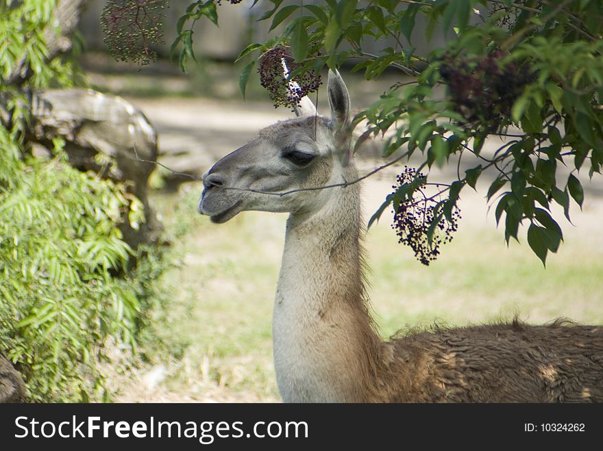 A young guanaco resting under a tree in the shade