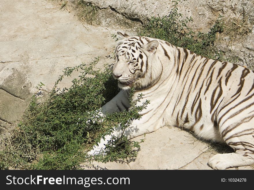 A rare white bengal tiger resting on some rocks. A rare white bengal tiger resting on some rocks