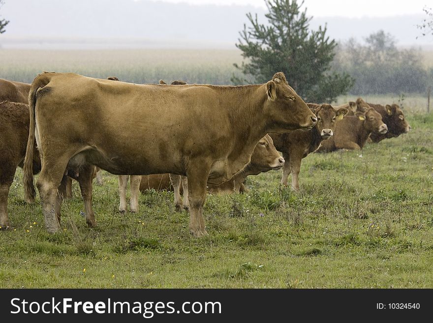 Cows