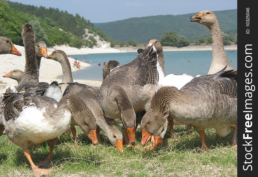 Gray goose are looking for the feed near the lake
