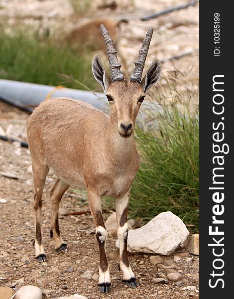 Full Body Portrait Shot of an Ibex. Full Body Portrait Shot of an Ibex