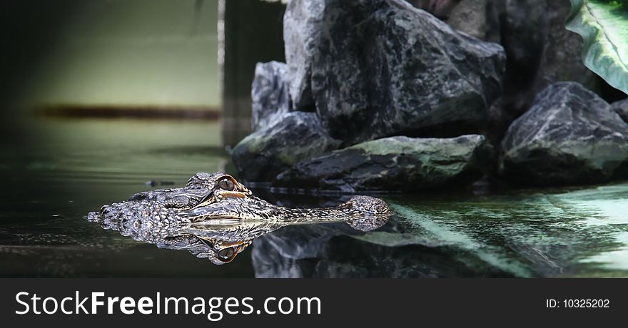 A dangerous alligator with refection lurkinh in the water. A dangerous alligator with refection lurkinh in the water