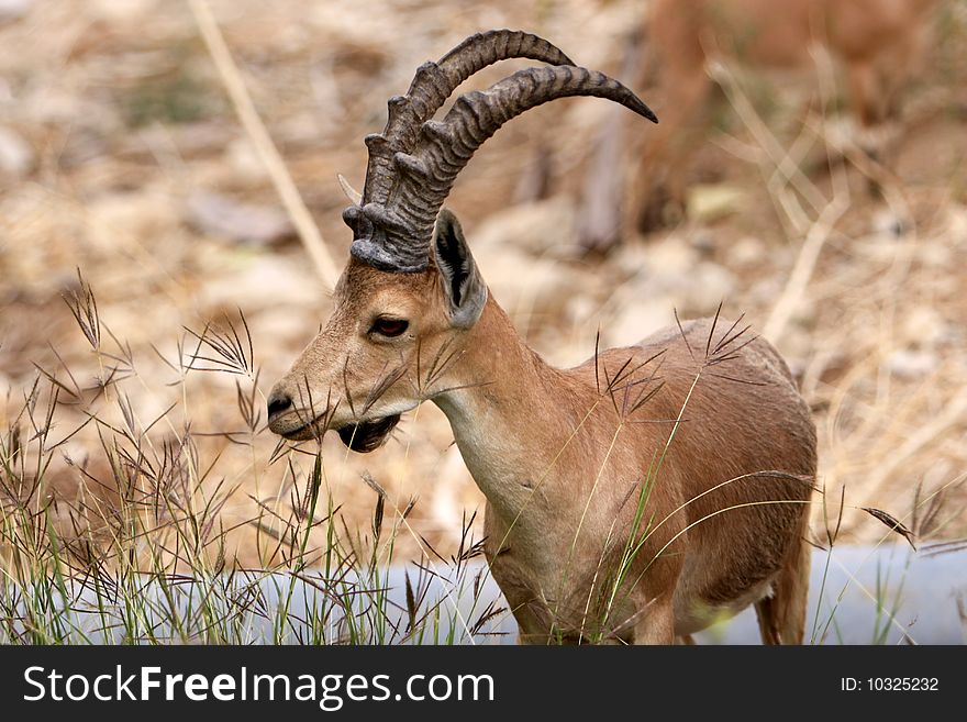 Ibex Feeding