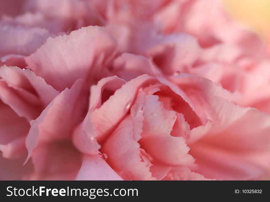 Photo of a pink carnation