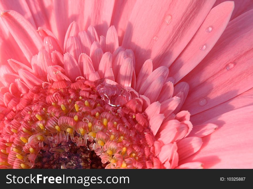 A photo of a pink Gerbera