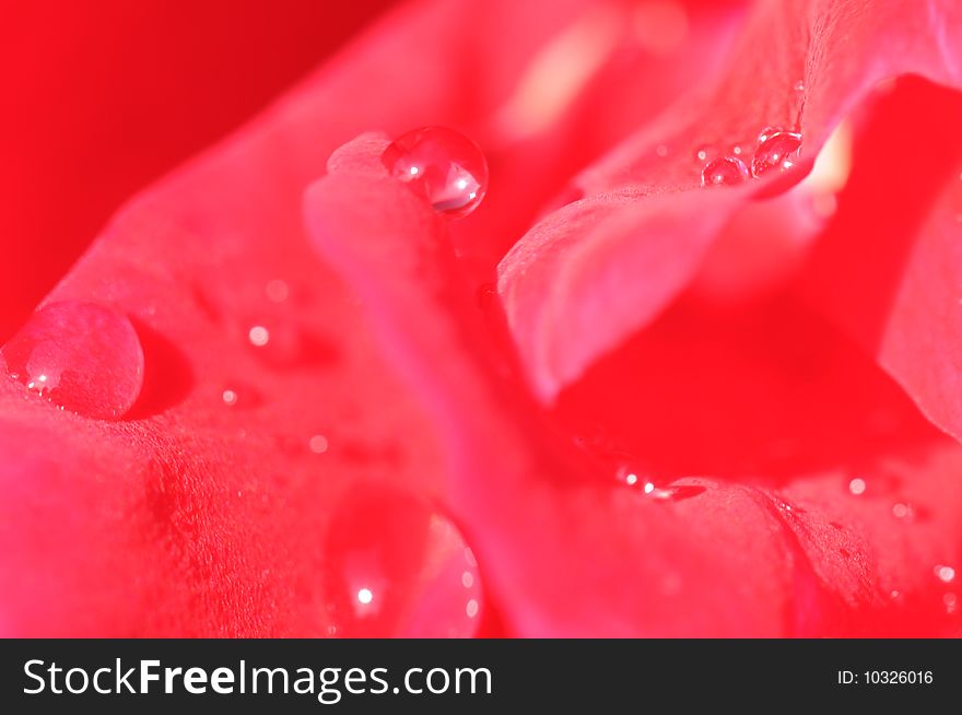 Macro of a pink rose with dew