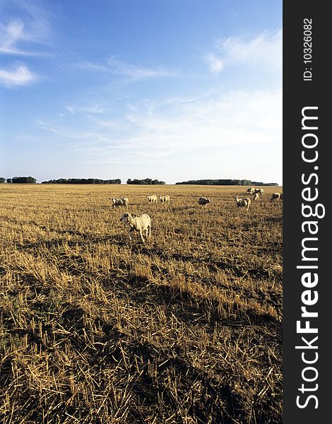 Landscape with golden field, sheeps and trees, blue sky in background. Landscape with golden field, sheeps and trees, blue sky in background