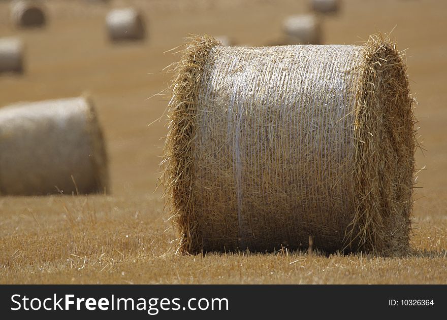 Round hay bales on a field