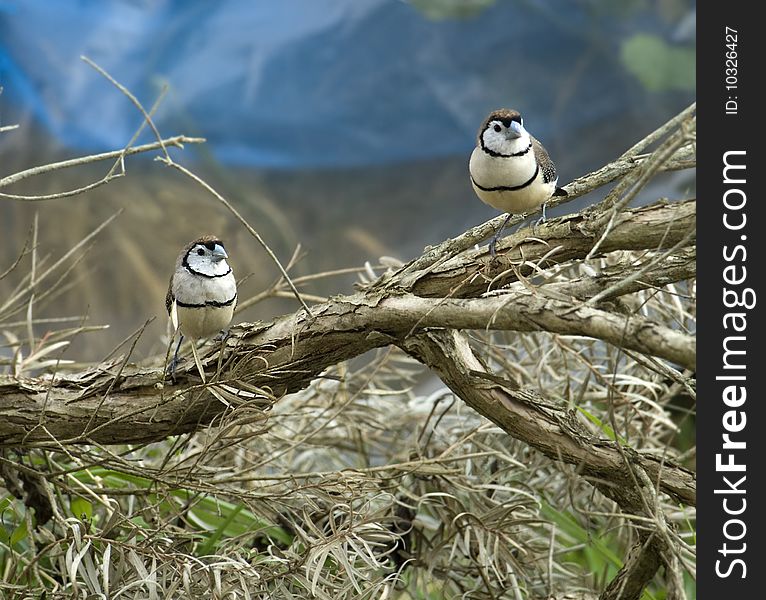 Australian double bar finches sitting on a branch of paperbark tree