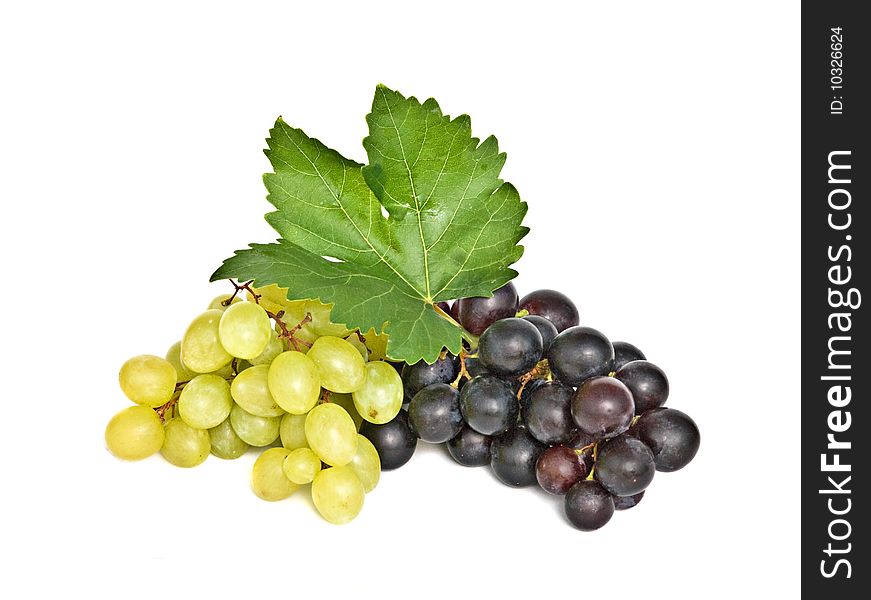 Grapevines isolated on white background
