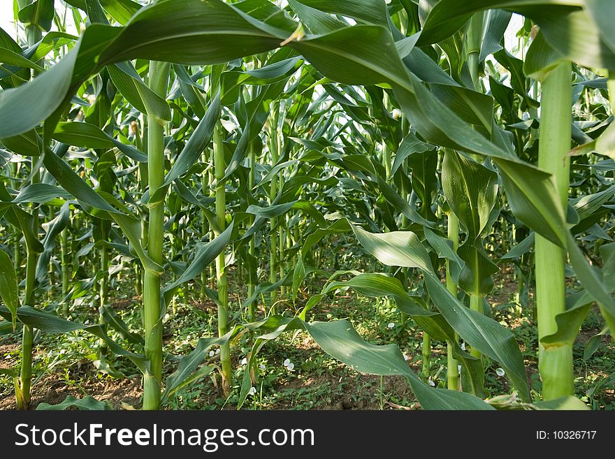 Close up of corn field