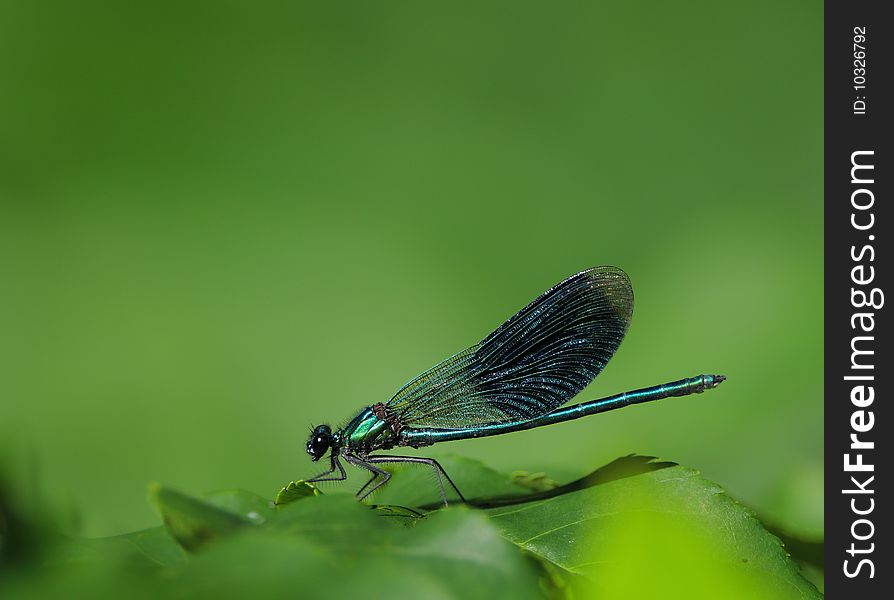 Banded demoiselle sitting on a leaf. Banded demoiselle sitting on a leaf