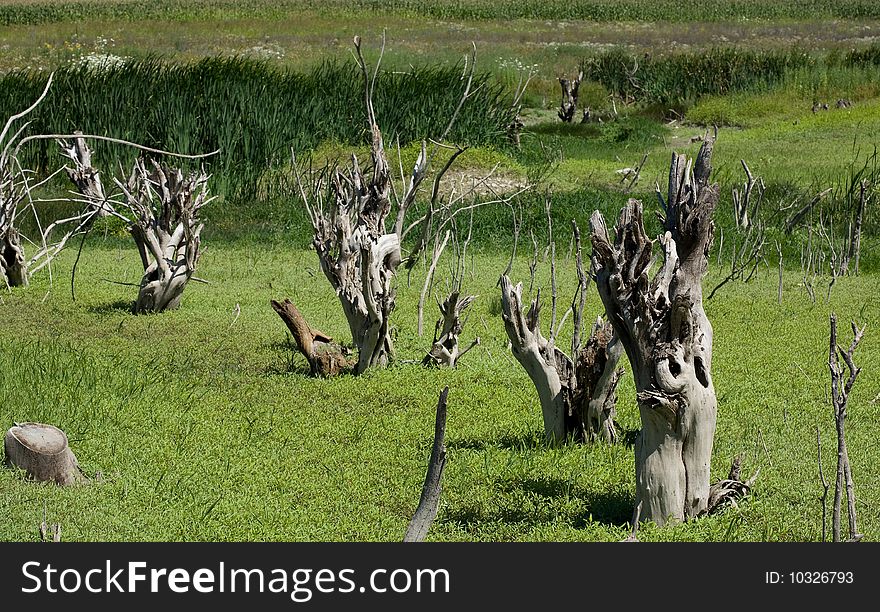 High resolution landscape of dry trees in a marsh