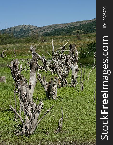 High resolution landscape of dry trees in a marsh