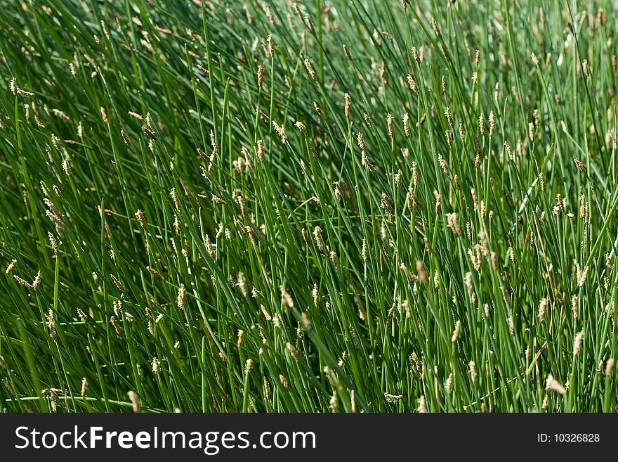 Close up of sedge background. high resolution. Close up of sedge background. high resolution