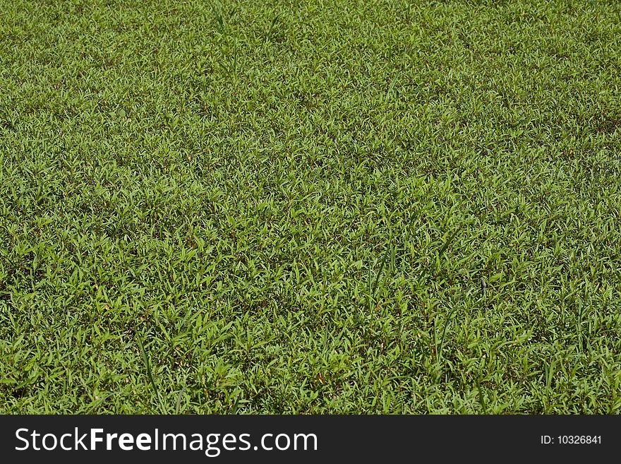 High resolution floral pattern of swamp grass. High resolution floral pattern of swamp grass