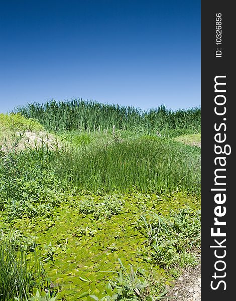 Landscape of a marsh with lush greenery and clear blue sky. Landscape of a marsh with lush greenery and clear blue sky