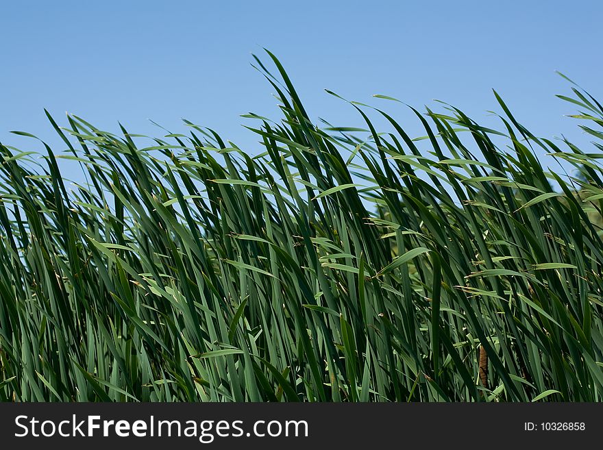 Reed background and blue sky