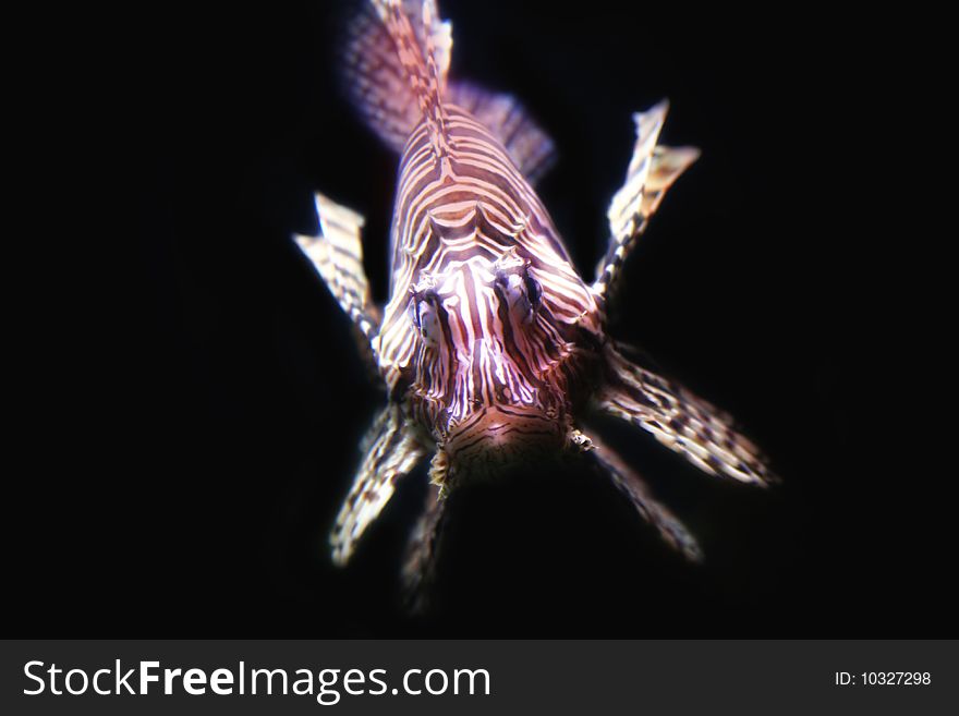 Details red Lionfish (Pterois miles) in close up