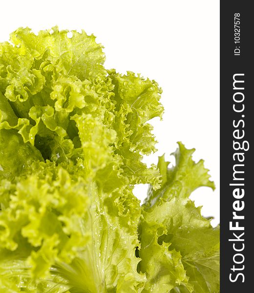 Fresh raw lettuce with water drops. This image is not isolated - just shoted over white background