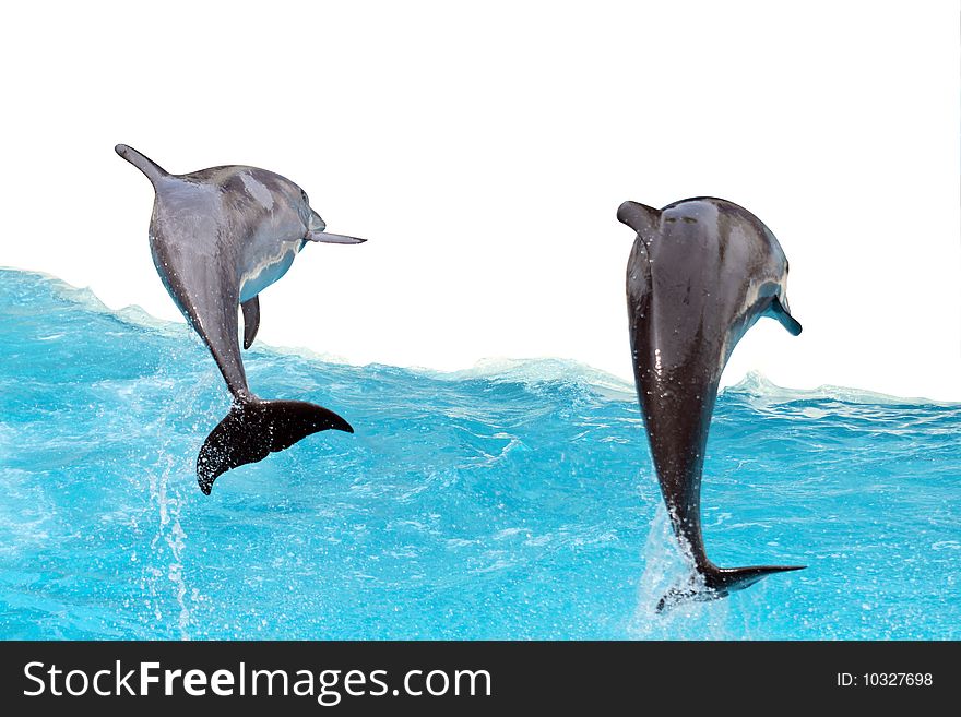 Two dolphins are jumping out of the water. Halh of image isolated on white with clipping path. Two dolphins are jumping out of the water. Halh of image isolated on white with clipping path