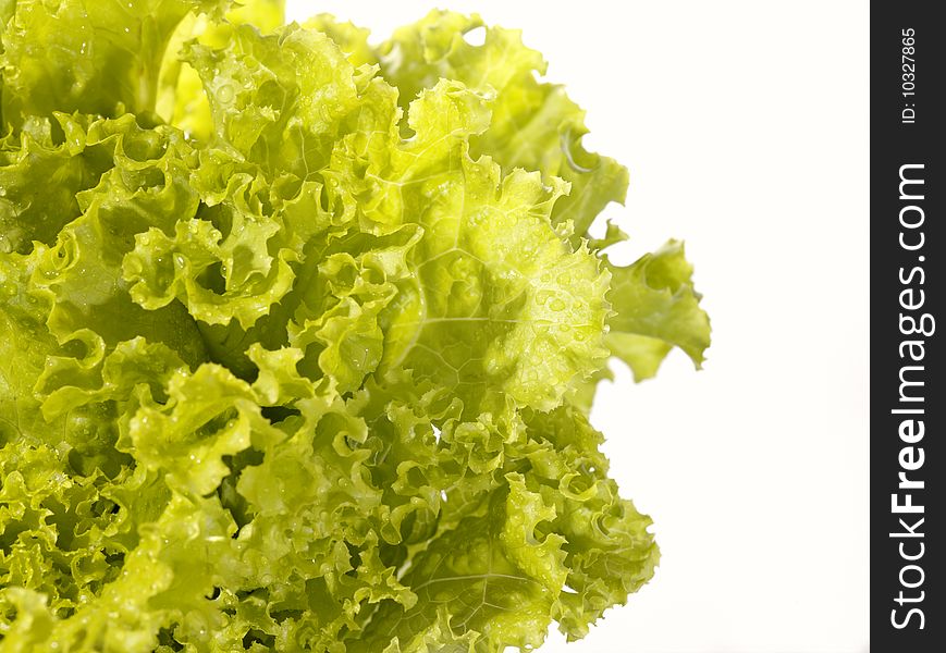 Fresh Raw Lettuce With Water Drops.