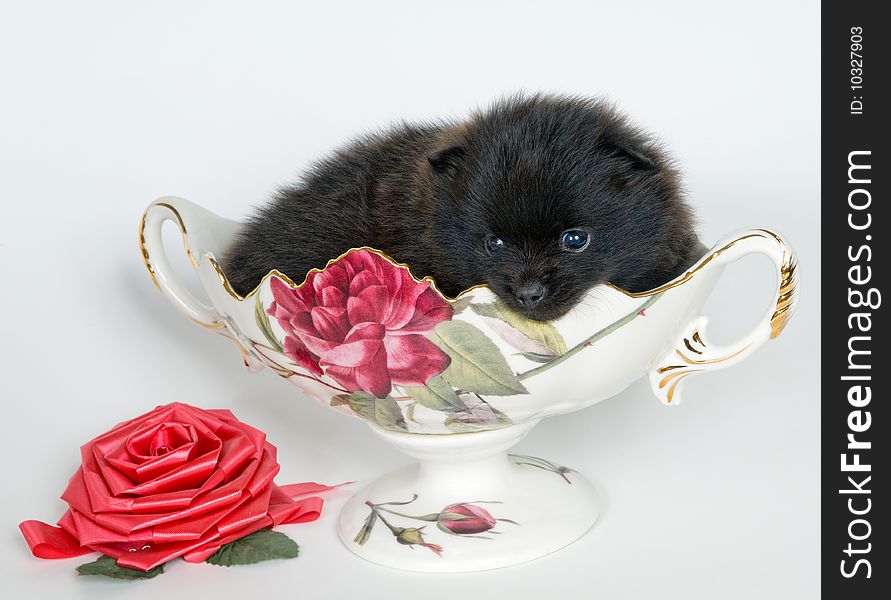 Puppy in a vase in studio