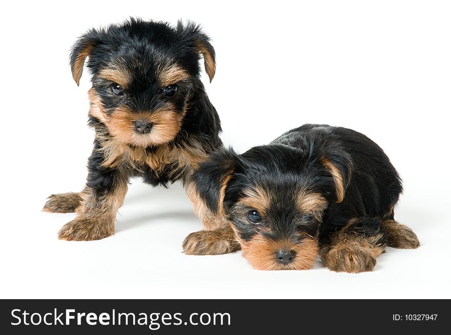 Puppies Of The Terrier In Studio