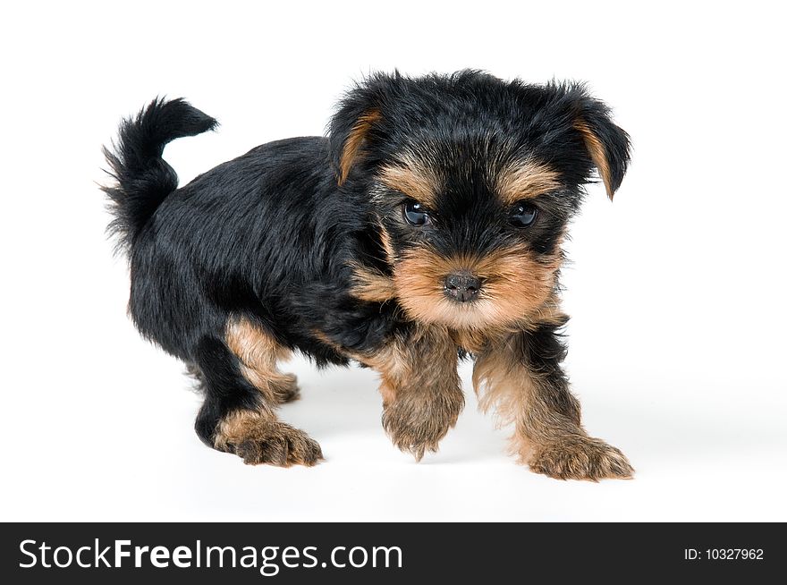 Puppy of the terrier on a neutral background. Puppy of the terrier on a neutral background