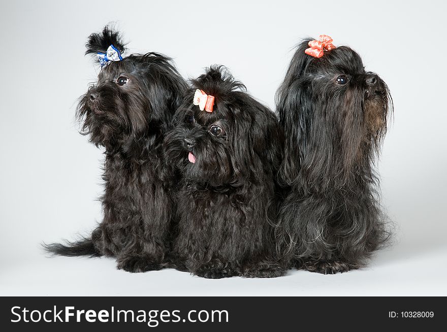 Three lap-dogs in studio on a neutral background