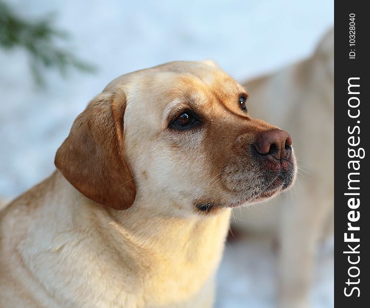 Portrait of a dog of breed labrador a retriever.