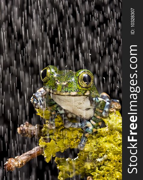 Close up of a Peacock Tree Frog on a green mossy branch against a black background with a shower of rain