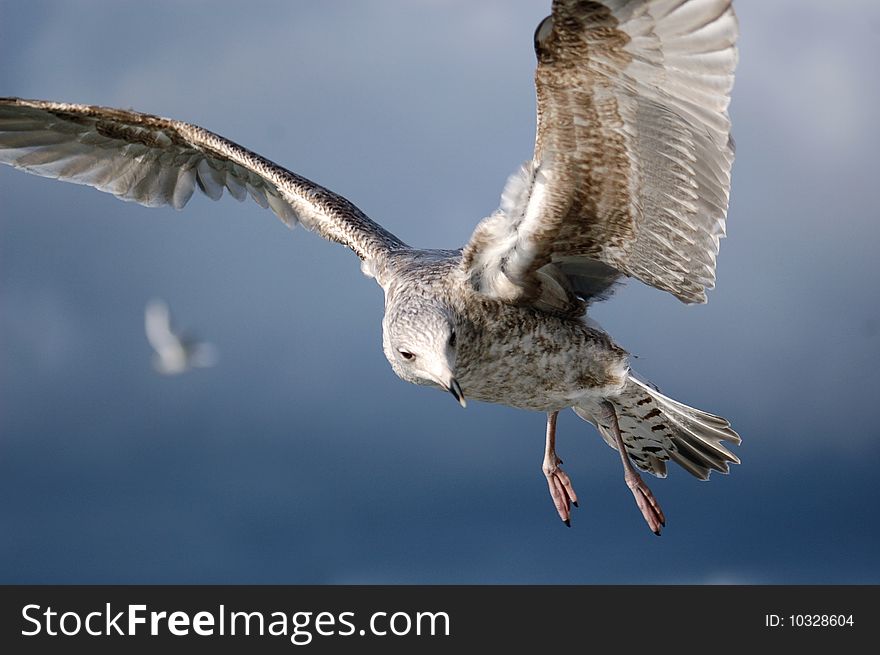 Young seagull in flight looking for food