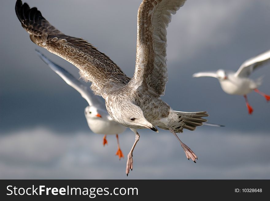 Young seagull in flight looking for food.